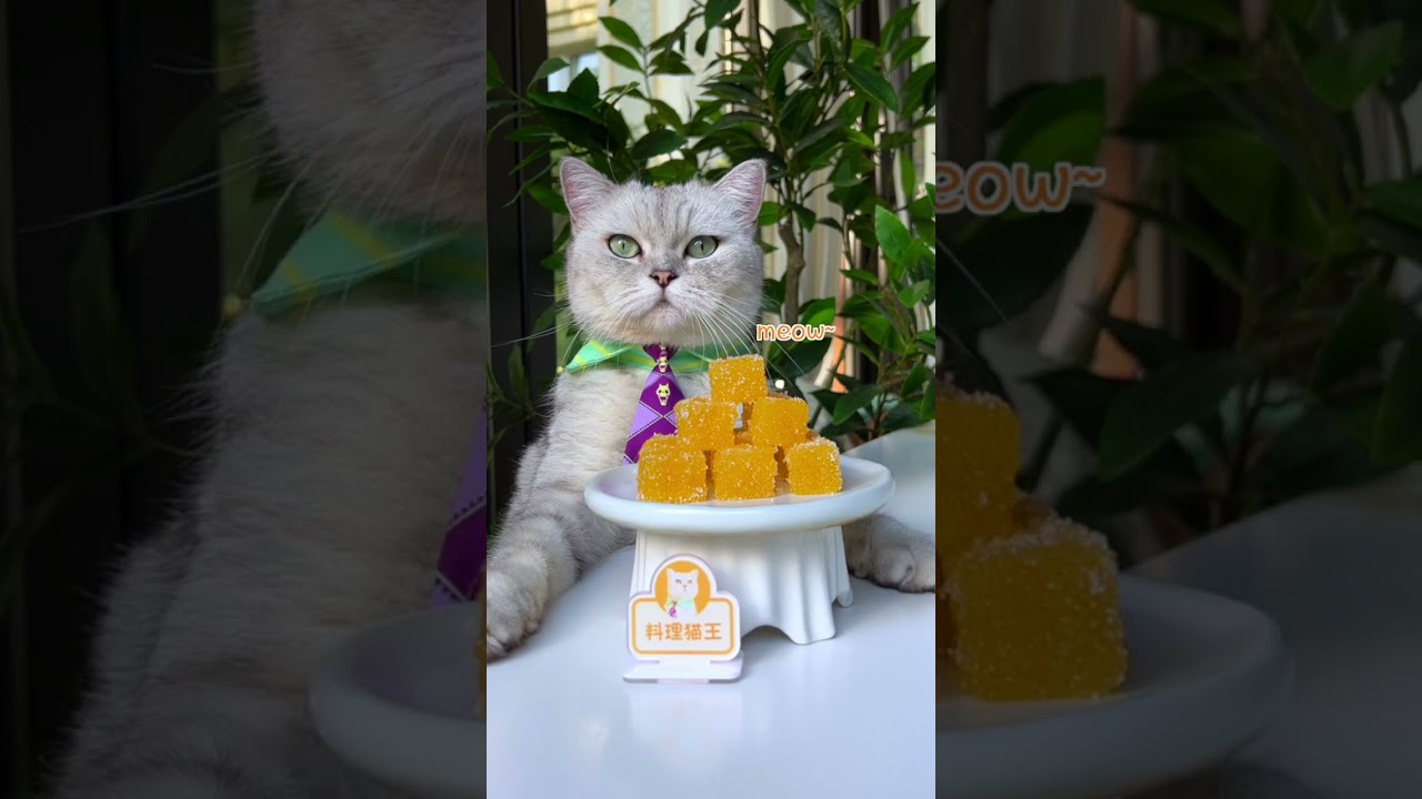 Do You Have Mandarins? Making Healthy Candy Right Away | Chef Cat Cooking  #tiktok #Shorts